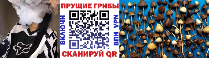 мориарти какой сайт  что такое   Сысерть  Галлюциногенные грибы Psilocybine cubensis 